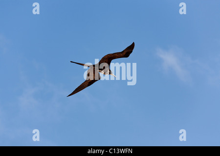 Immature Magnificent Frigate Bird Flying High. Un giovane e magnifico Frigatebird scivola attraverso il cielo blu. Foto Stock