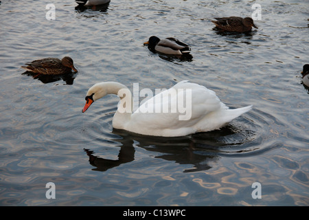 Swan in acqua Foto Stock