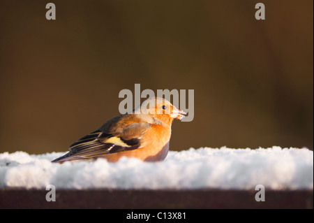 Maschio (fringuello Fringilla coelebs) su un Regno Unito tabella degli uccelli in inverno la neve Foto Stock