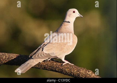 Una colomba a collare (Streptopelia decaocto) nel Regno Unito Foto Stock