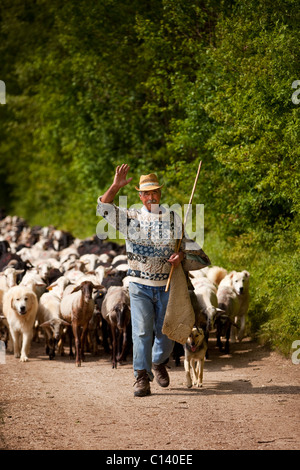 Santino, un pastore umbra conduce il suo gregge verso il basso dai pascoli nelle colline vicino a campi Vecchio, Umbria Italia Foto Stock