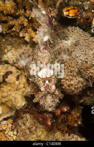 Tasseled Scorfani (Scorpaenopsis oxycephala) su un tropical Coral reef in Lembeh strait in Nord Sulawesi, Indonesia. Foto Stock