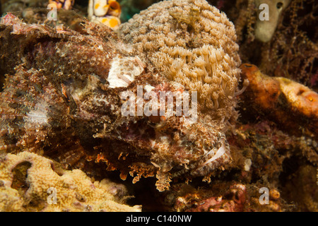 Tasseled Scorfani (Scorpaenopsis oxycephala) su un tropical Coral reef in Lembeh strait in Nord Sulawesi, Indonesia. Foto Stock