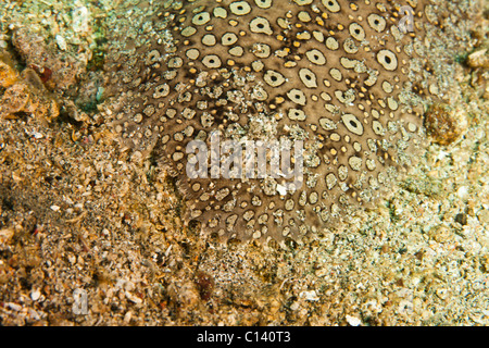 Peacock Suola (Pardachirus pavoninus), Lembeh strait, Nord Sulawesi, Indonesia Foto Stock