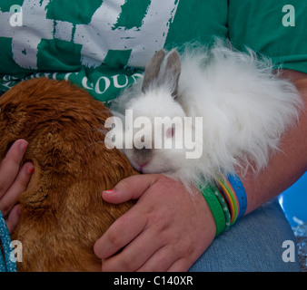 Questo stock immagine mostra una punta di Jersey Woolley rabbit pet, essendo trattenuto nel libretto di bracci con un altro animale. Foto Stock