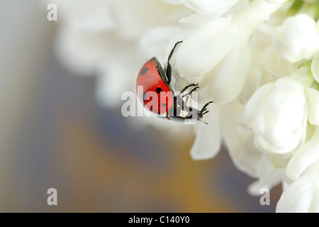 Ladybird sui fiori di lilla bianco Foto Stock