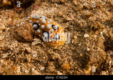 Nudibranch (Phyllidia ocellata) su un tropical Coral reef in Lembeh strait in Nord Sulawesi, Indonesia. Foto Stock