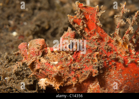 Devilfish spinosa (Inimicus didactylus) su un fondo muck in Lembeh strait, Nord Sulawesi, Indonesia. Foto Stock