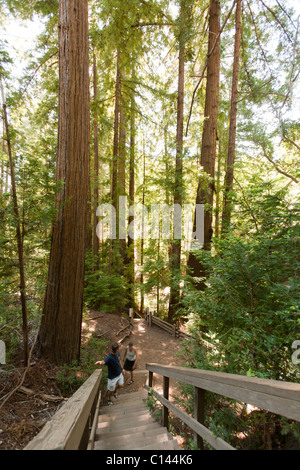 La gente a camminare su scale di legno sul sentiero attraverso la Foresta di Redwood in Pfeiffer Big Sur State Park; redwoods su Pfeiffer Falls Trail Foto Stock