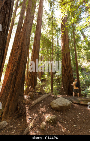 Uomo che guarda gli alberi di sequoia lungo il sentiero attraverso Pfeiffer Big Sur State Park; redwoods su Pfeiffer Falls Trail Foto Stock