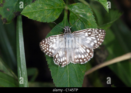 Tropical Checkered-Skipper Butterfly Pyrgus oileus Foto Stock