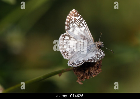 Tropical Checkered-Skipper Butterfly Pyrgus oileus Foto Stock