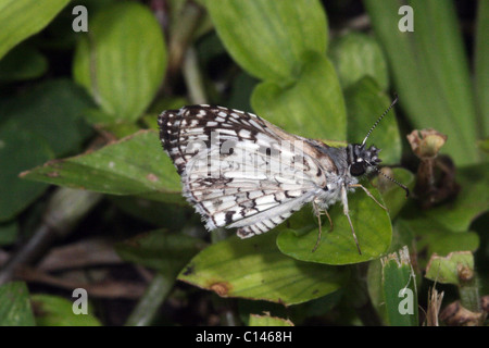 Tropical Checkered-Skipper Butterfly Pyrgus oileus Foto Stock