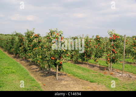 Apfel am Baum - Apple su albero 82 Foto Stock