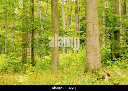 A Buchenwald im Herbst - foresta di faggio in autunno 25 Foto Stock