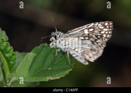 Tropical Checkered-Skipper Butterfly Pyrgus oileus Foto Stock