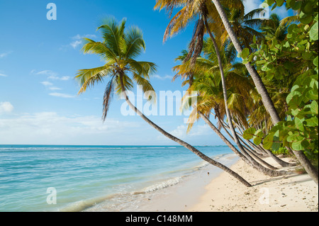 Spiaggia caraibica, tropicali. Foto Stock