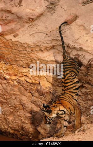 Un giocoso tigrotto salta giù per unire i suoi fratelli germani Foto Stock