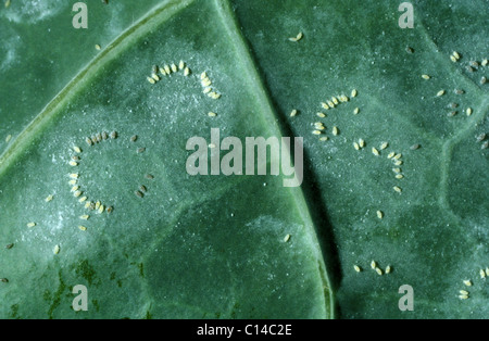 Cavolo whitefly (Aleyrodes proletella) uova in modelli di circolare su una foglia di brassica Foto Stock