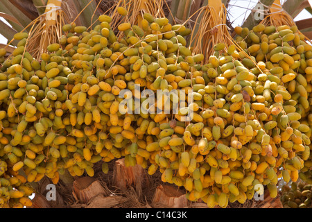 Vista ravvicinata di grappoli di date che cresce su una data arabo Palm tree. Foto Stock