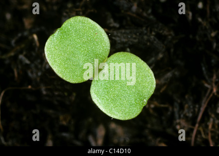 Soldato galante (Galinsoga parviflora) piantina cotiledoni solo Foto Stock