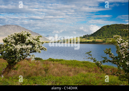 Biancospino alberi in fiore sul nord-riva occidentale del Lough Corrib, vicino Doon rocce, Co Galway, Irlanda Foto Stock