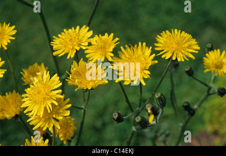 Liscia (hawksbeard Crepis capillaris) Fiori Foto Stock