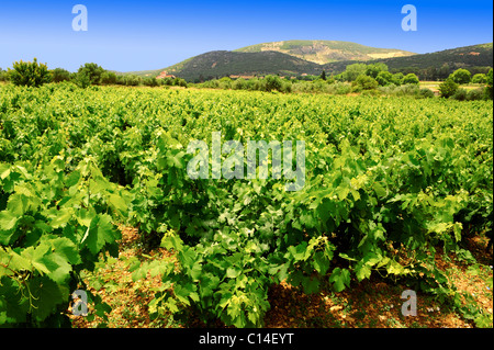 Raro Robola Vigneti di Cefallonia, Isole Ionie, Grecia. Foto Stock