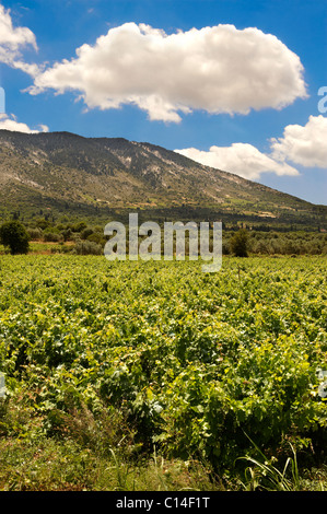 Raro Robola Vigneti di Cefallonia, Isole Ionie, Grecia. Foto Stock