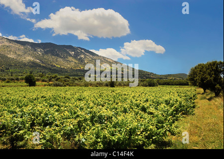 Raro Robola Vigneti di Cefallonia, Isole Ionie, Grecia. Foto Stock