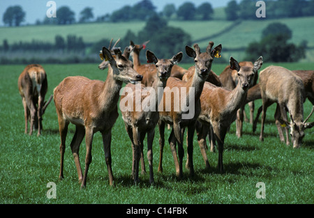 Allevamento di giovani cervi sull'erba pastrure, Hereford Foto Stock