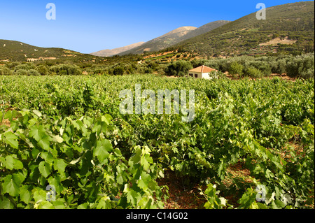 Raro Robola Vigneti di Cefallonia, Isole Ionie, Grecia. Foto Stock