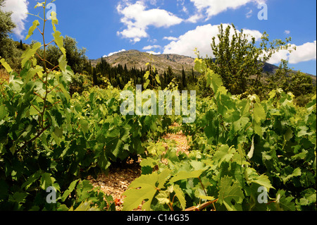 Raro Robola Vigneti di Cefallonia, Isole Ionie, Grecia. Foto Stock