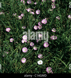 Campo centinodia (Convolvulus arvense) piante fiorire nella prateria Foto Stock