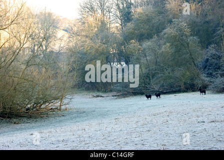 Pecore delle Ebridi su un campo di pupazzo di neve Foto Stock