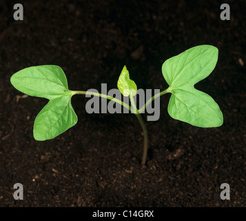 Edera-lasciava in gloria di mattina (Ipomoea hederifolia) piantina cotiledoni solo Foto Stock