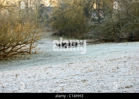 Pecore delle Ebridi su un campo di pupazzo di neve Foto Stock