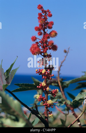 Olio di ricino impianto (Ricinus communis) seedpods rosso e fiori Foto Stock