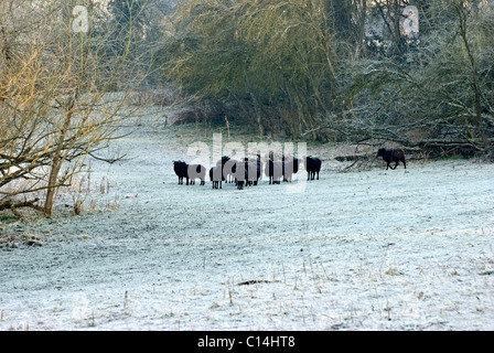 Pecore delle Ebridi su un campo di pupazzo di neve Foto Stock