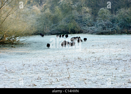 Pecore delle Ebridi su un campo di pupazzo di neve Foto Stock