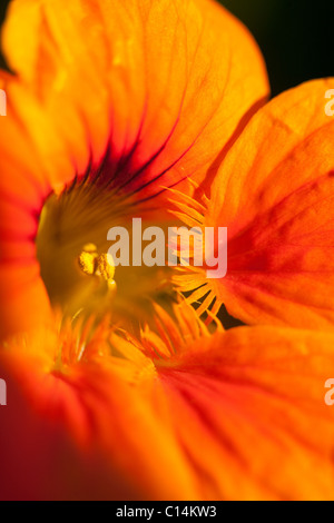 Nasturtiums il in fiore nel giardino estivo Scozia.UK Foto Stock