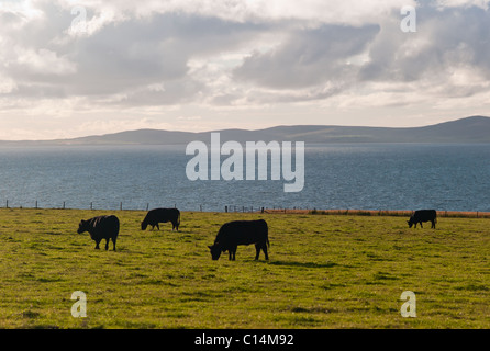 La SCAPA flusso isole Orcadi Scozia REGNO UNITO Foto Stock