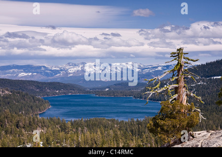 Donner il lago e le montagne di Sierra e morto un albero di pino su un poco nuvoloso giorno in California Foto Stock
