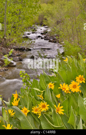 Un torrente di montagna nella Sierras della California che fluisce oltre il giallo muli orecchie fiori in primavera Foto Stock