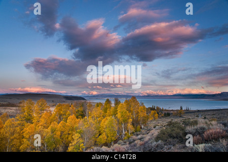 Giallo autunno aspen alberi con tramonto nuvole sopra il lago Mono in California Foto Stock