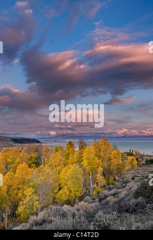 Giallo autunno aspen alberi con tramonto nuvole sopra il lago Mono in California Foto Stock