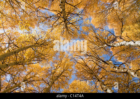 Giallo aspen alberi in autunno in Sierra Mountains della California Foto Stock