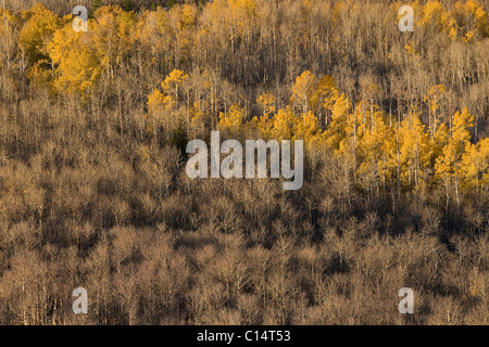 Una foresta di aspen giallo di foglie di autunno nella Sierra Mountains della California Foto Stock