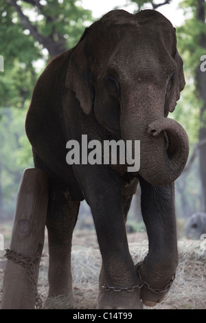 Una catena, elefante femmina all'Elephant Breeding Center in Chitwan, Nepal. Foto Stock