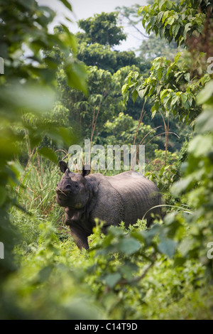 Un selvaggio, rinoceronte femmina in Chitwan il parco nazionale. Foto Stock